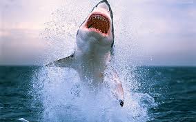 Estudio Los Tiburones Muerden Nueve Veces Mas A Hombres Que A
